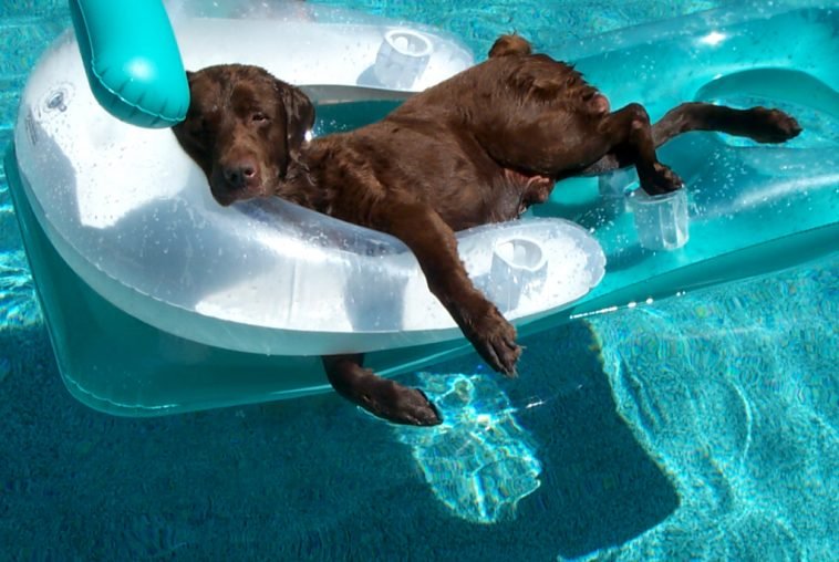 Pet Safety in EXTREME Heat