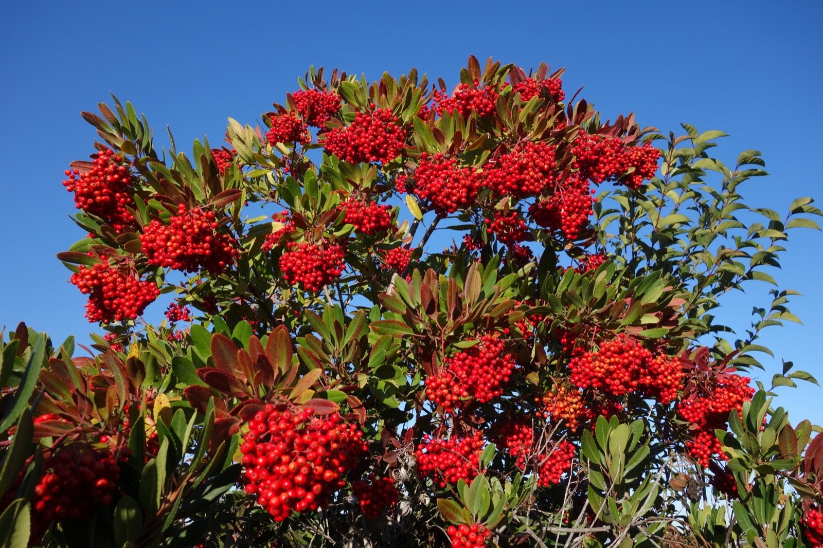 toyon-berries.jpg