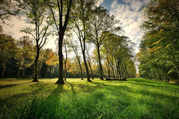 trees-g7de248062_1920