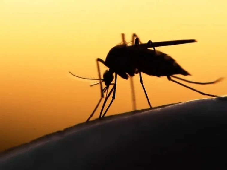 Billions Of Genetically Modified Mosquitoes May Swarm California