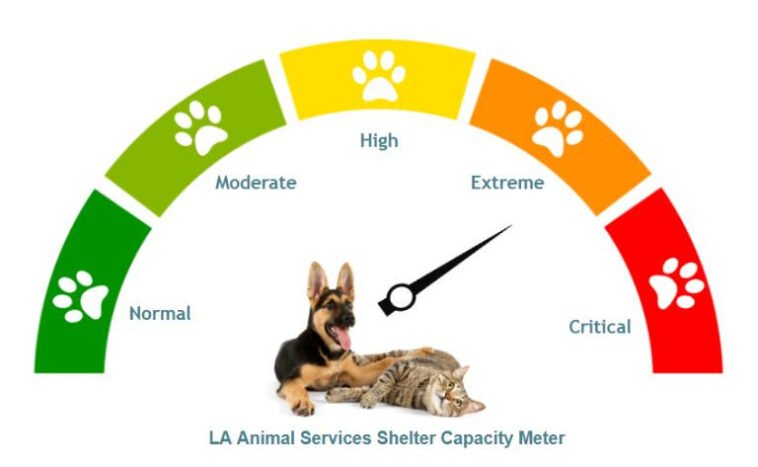 LA Animal Services is Facing a Kennel Space Crisis and They Need Your Help to Adopt or Foster a Pet